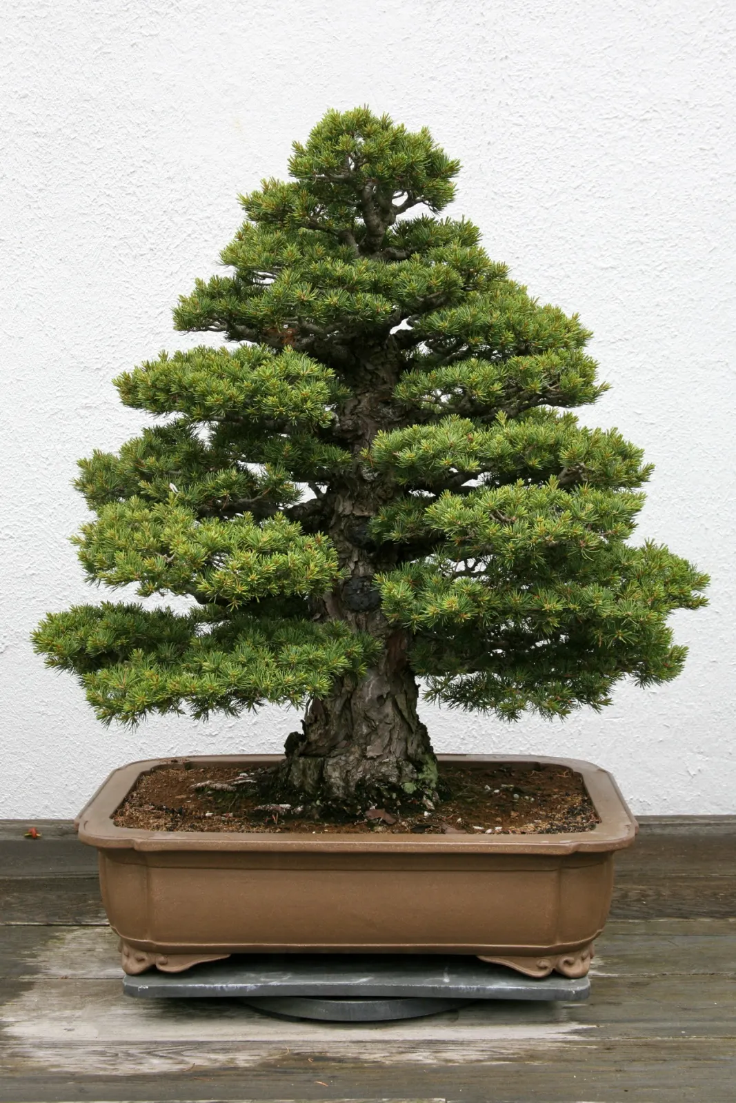 Japanese White Pine (Pinus Parviflora) — the Japanese White Pine reaches mature heights of approximately 25 to 50 feet with a spread of 20 to 35 feet; native