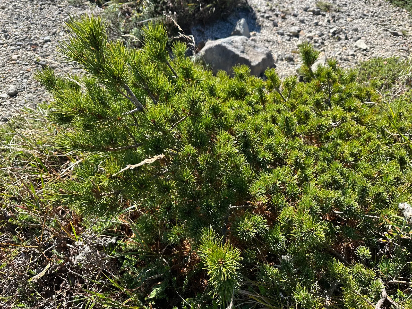 Japanese White Pine (Pinus Parviflora) — reddish-brown bark that exfoliates with age.<br><br>This species requires minimal pruning; is an elegant specimen