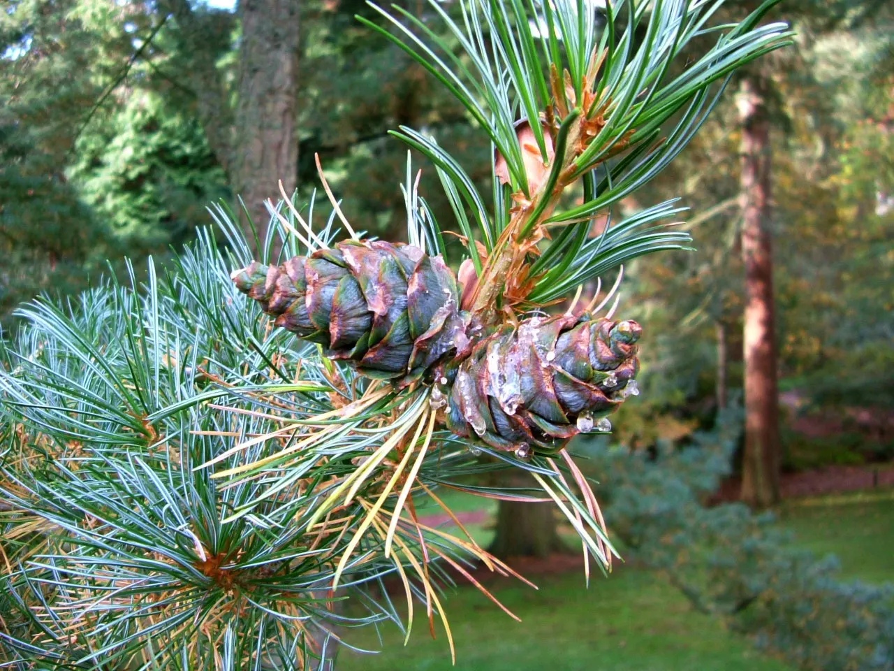 Japanese White Pine (Pinus Parviflora) — They measure approximately 2 to 4 inches in length; gracefully contrasting the tree's attractive
