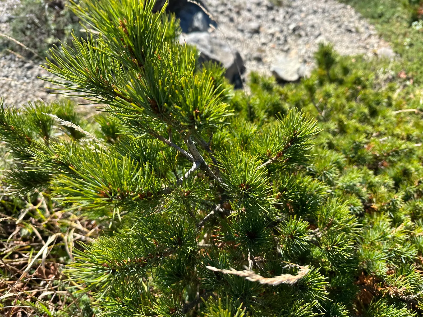 Japanese White Pine (Pinus Parviflora) — albeit it does best in well-draining soils with a slightly acidic pH; with a bluish-green hue and a soft, image 66