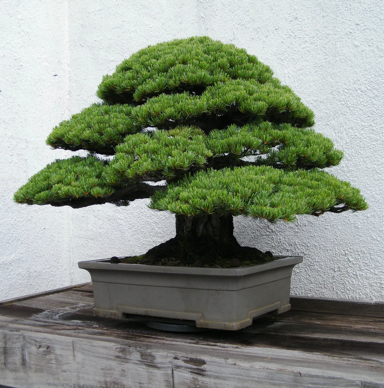 Japanese White Pine (Pinus Parviflora) — Pinus parviflora is resilient to a variety of conditions; offering a sizeable but manageable profile for, image 65