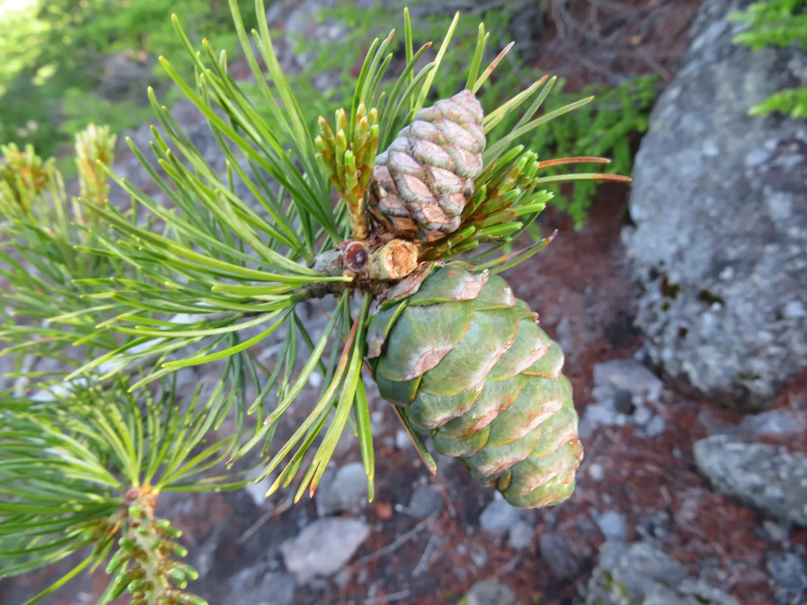 Japanese White Pine (Pinus Parviflora) — slow-growing evergreen reaching up to 25-50 feet tall and 20-35 feet wide; this species prefers full sun exposure to