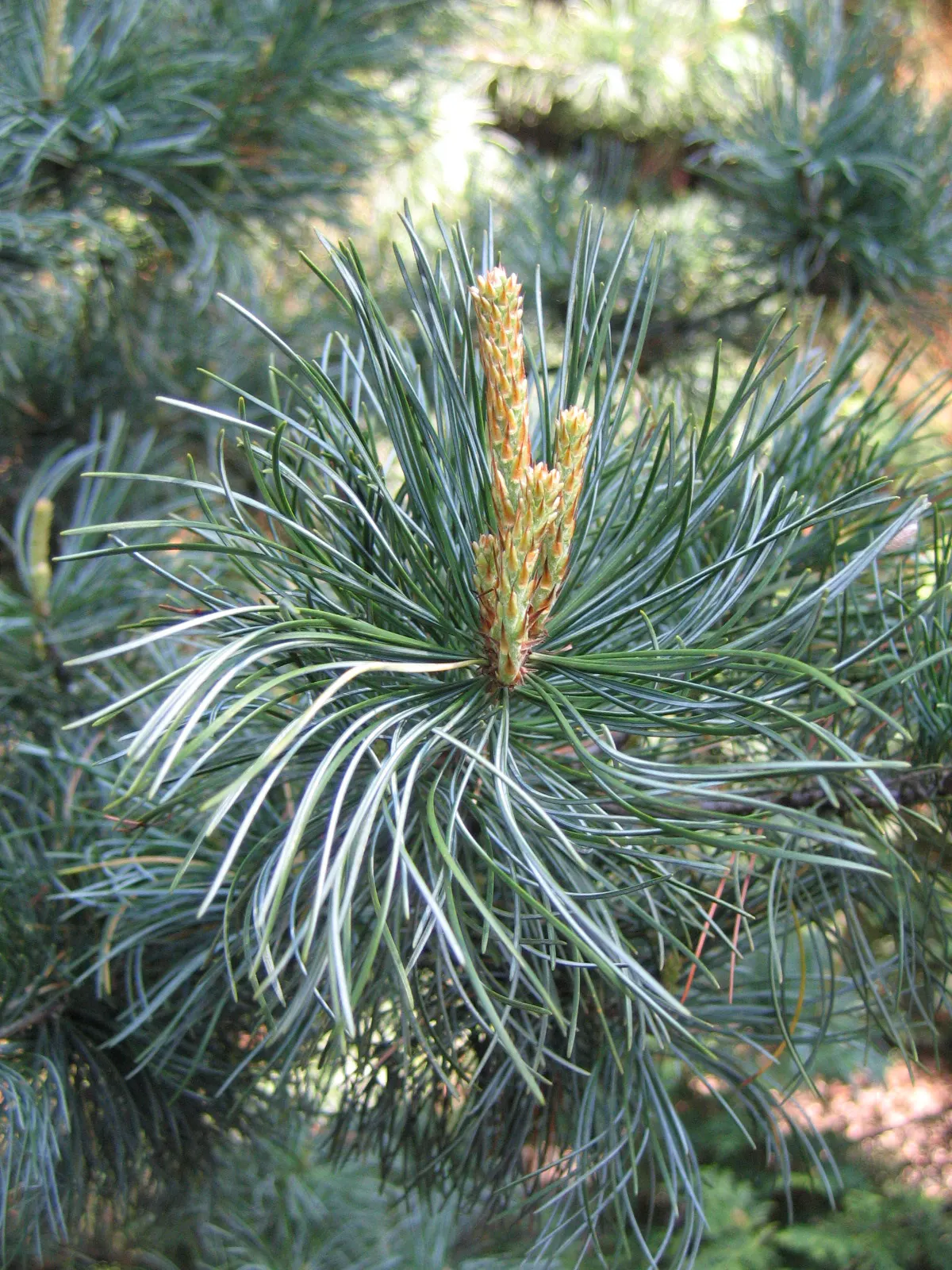 Japanese White Pine (Pinus Parviflora) — Zones 5-7 are optimal for cultivation; pinus parviflora is resilient to a variety of conditions, image 58