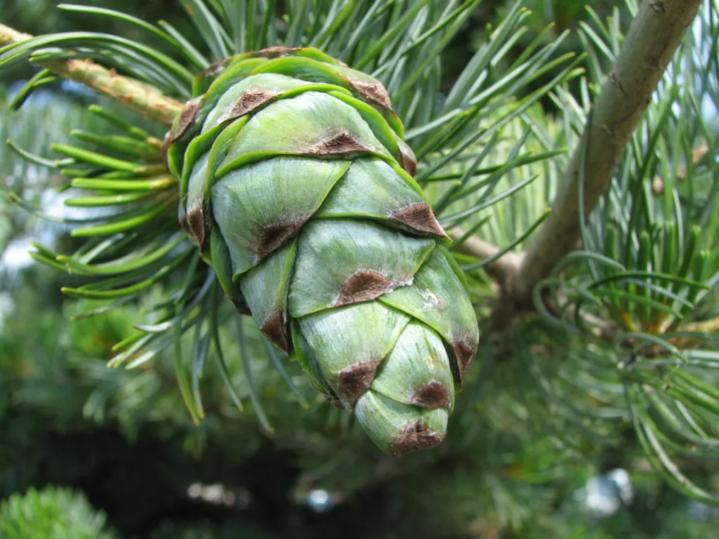 Japanese White Pine (Pinus Parviflora) — the Japanese White Pine offers year-round interest with its evergreen foliage