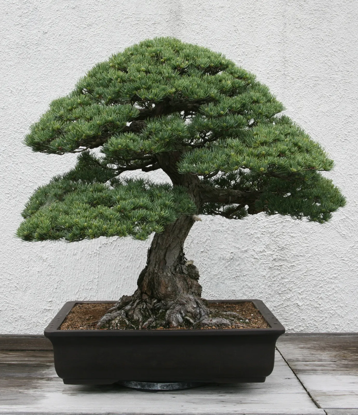 Japanese White Pine (Pinus Parviflora) — Native to Japan and Korea