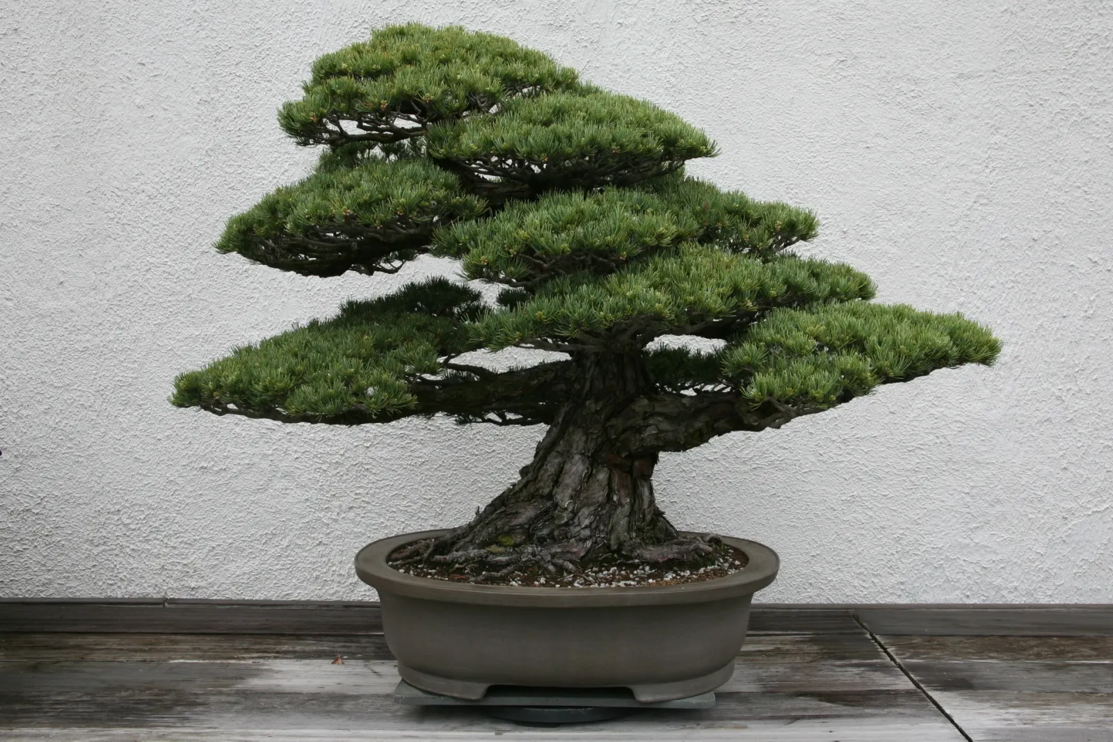 Japanese White Pine (Pinus Parviflora) — this pine thrives in full sun and well-drained soil