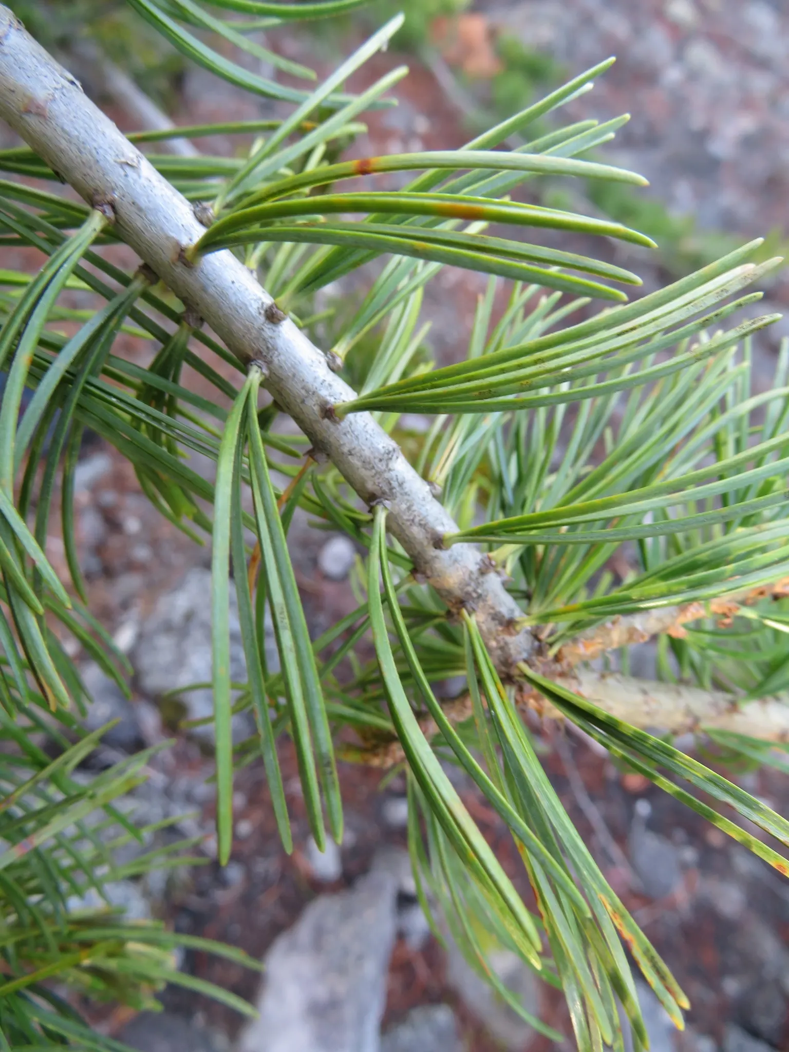 Japanese White Pine (Pinus Parviflora) — is an elegant specimen renowned for its graceful aesthetic and serene presence in the landscape
