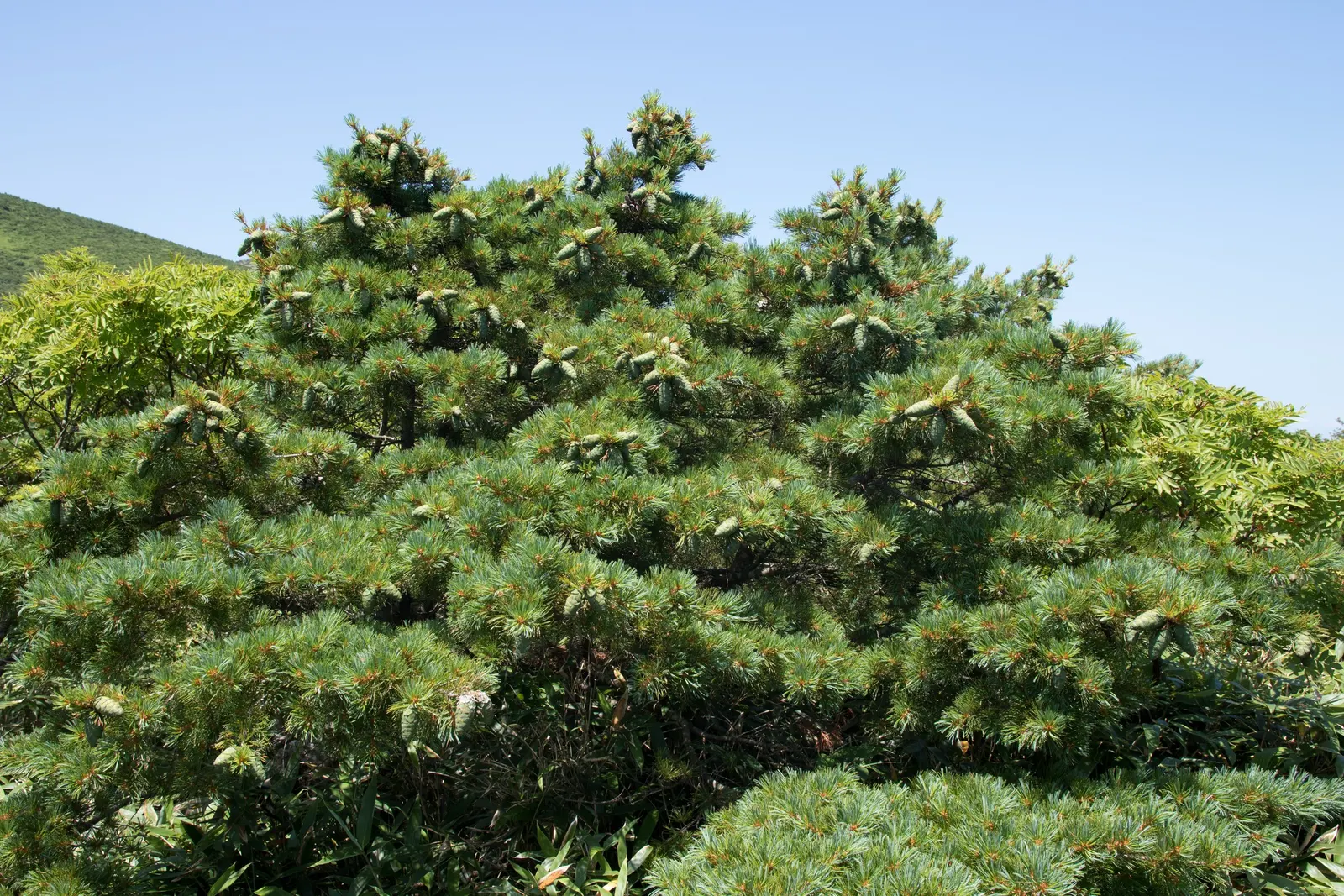 Japanese White Pine (Pinus Parviflora) — Its root system is robust; the Japanese White Pine offers year-round interest with its evergreen foliage, image 67