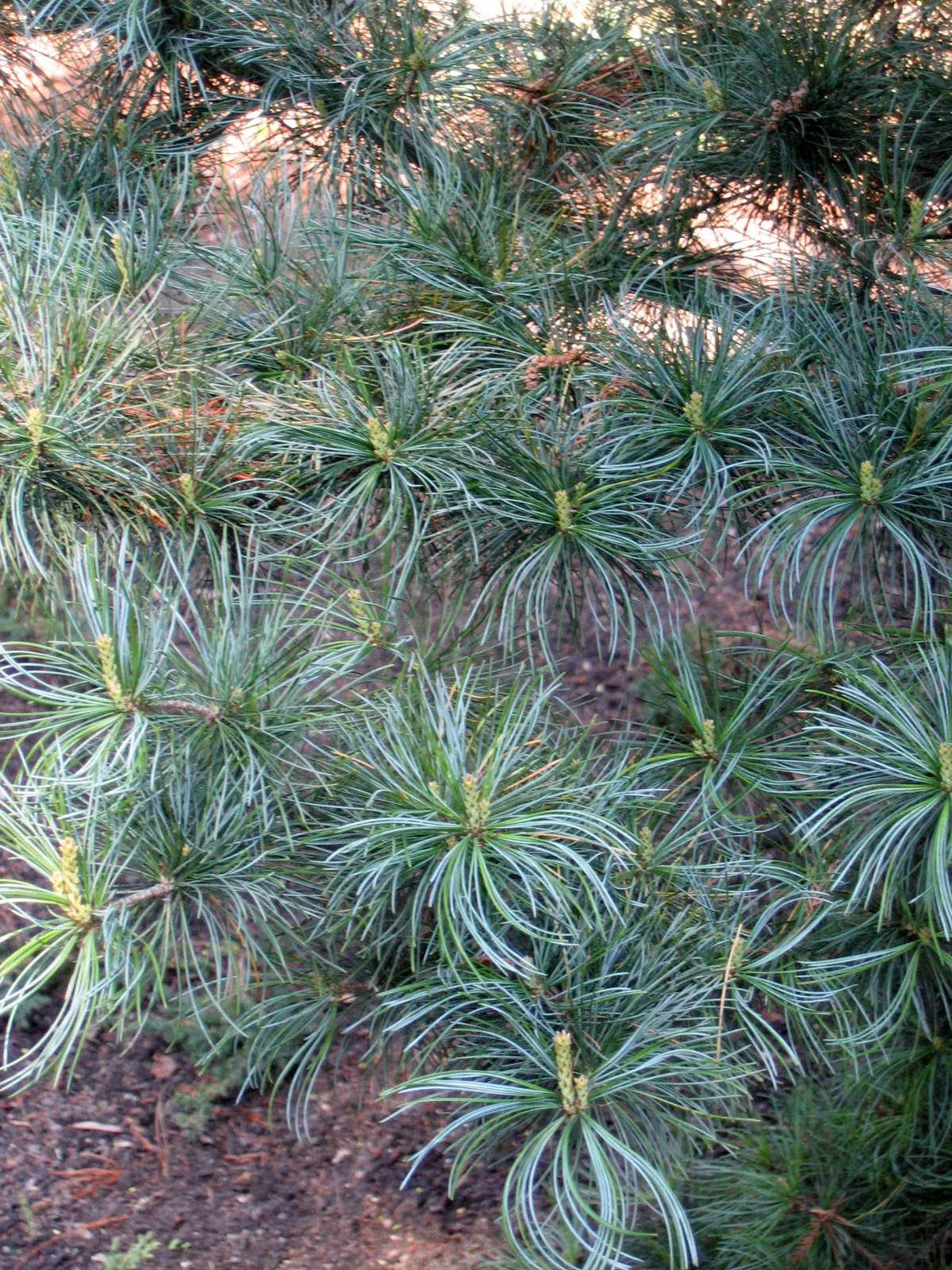 Japanese White Pine (Pinus Parviflora) — Native to Japan and Korea; japanese White Pine (Pinus parviflora) is an elegant