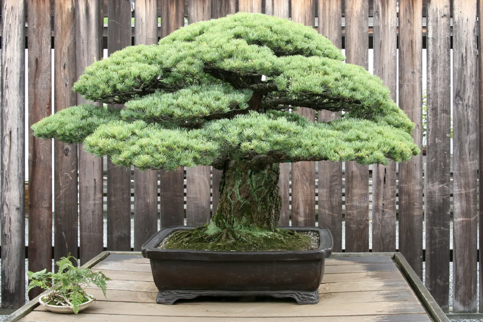 Japanese White Pine (Pinus Parviflora) — Esteemed in design for its irregular; they measure approximately 2 to 4 inches in length
