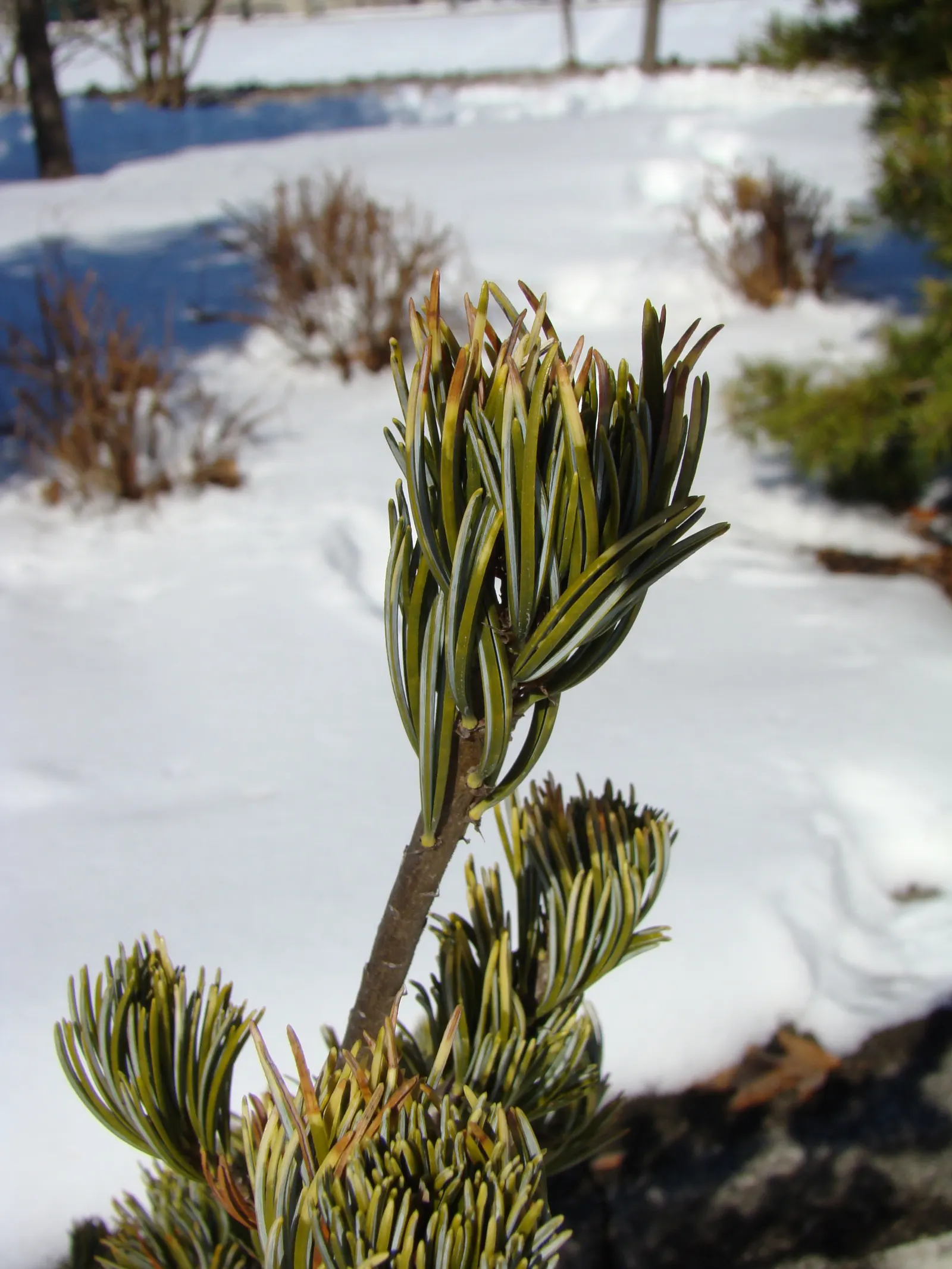 Japanese White Pine (Pinus Parviflora) — this pine thrives in full sun and well-drained soil; making it an exemplary choice for the discerning, image 82