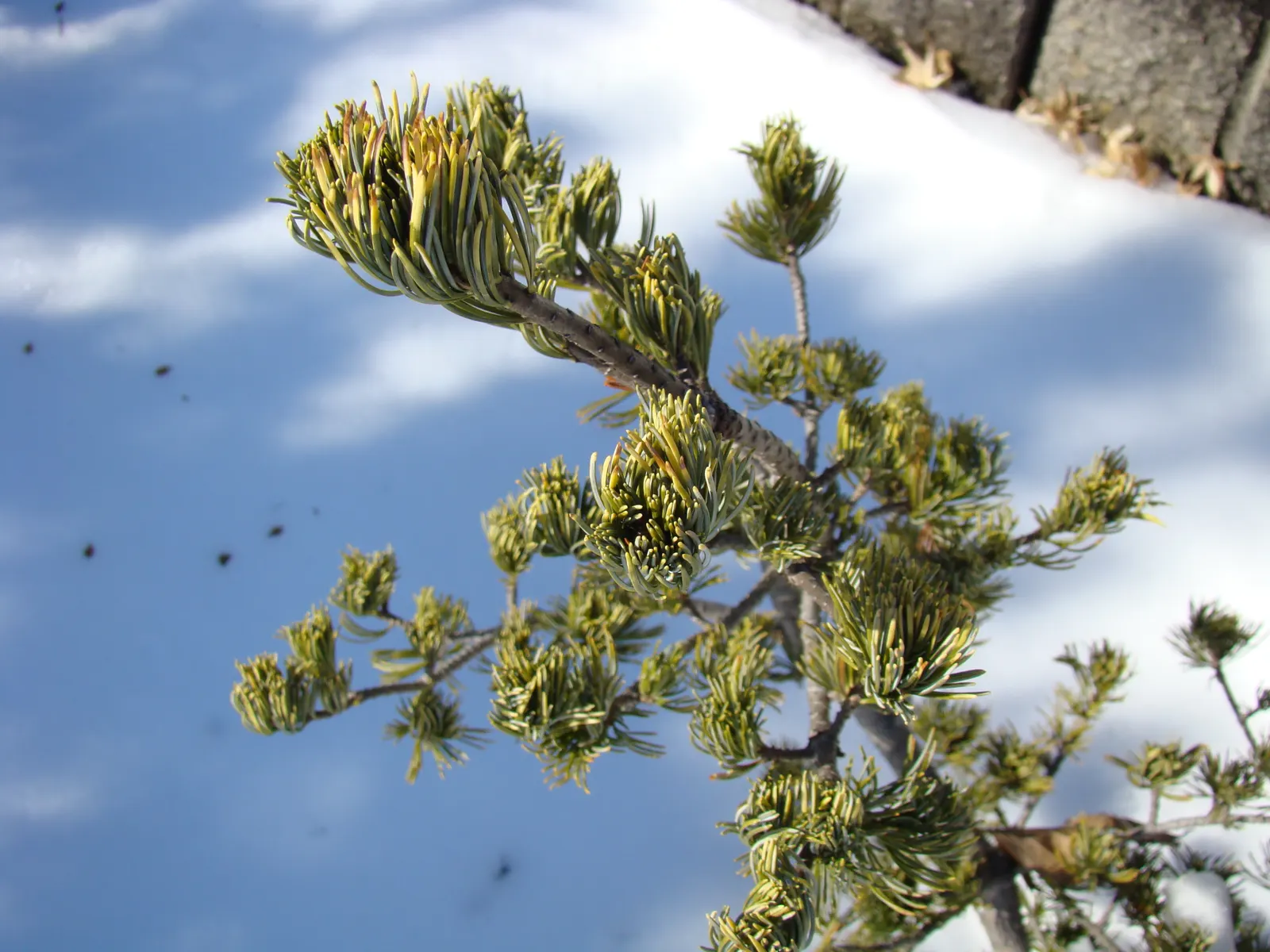 Japanese White Pine (Pinus Parviflora) — requiring a minimum of six hours of direct sunlight daily.<br><br>Hardy in USDA zones 5 to 7; esteemed in, image 64
