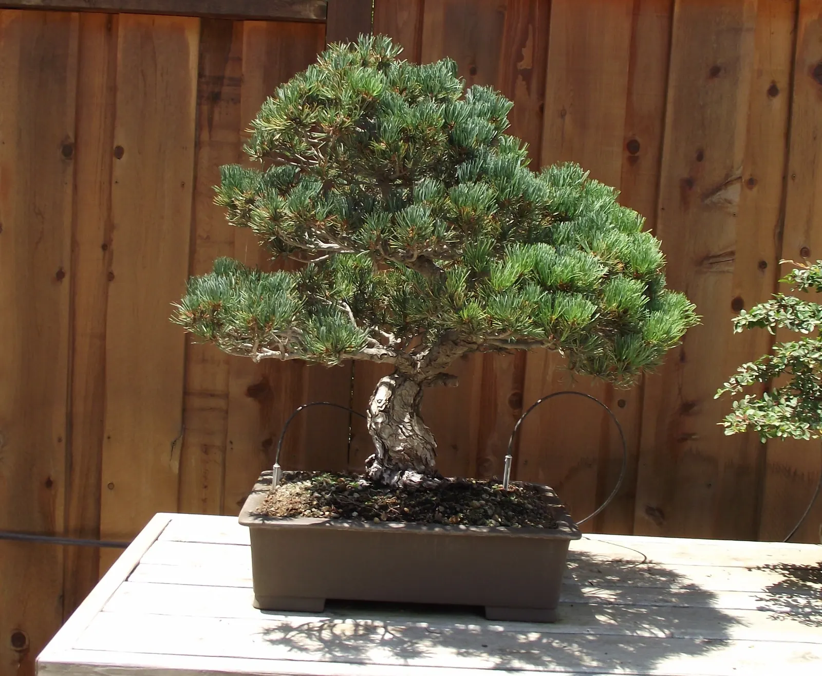Japanese White Pine (Pinus Parviflora) — Zones 5-7 are optimal for cultivation