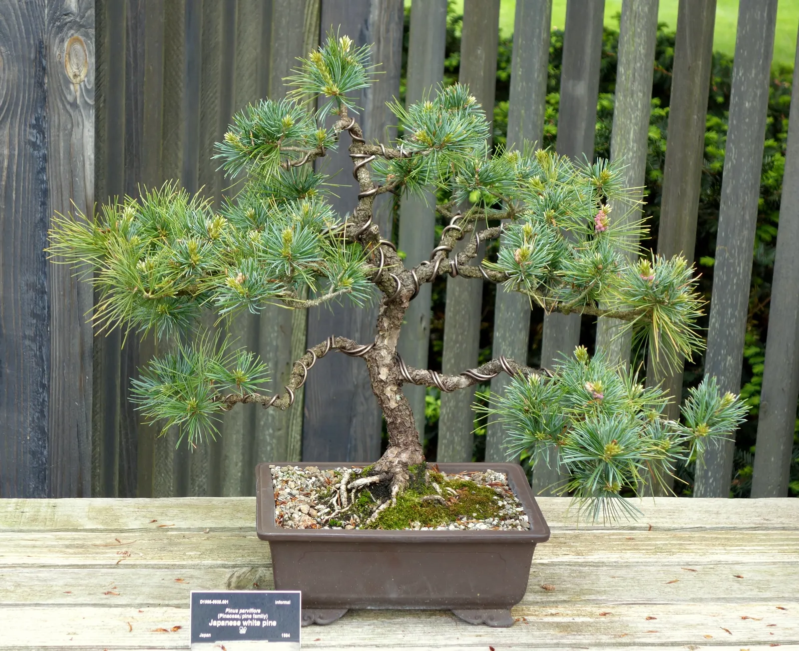 Japanese White Pine (Pinus Parviflora) — Regular watering during dry spells