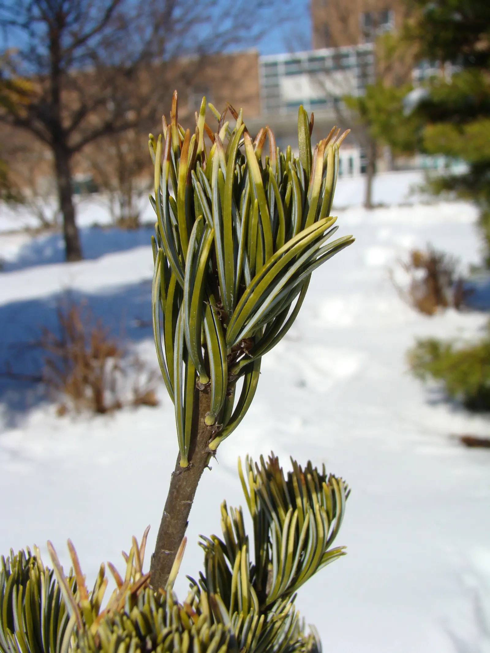 Japanese White Pine (Pinus Parviflora) — the Japanese White Pine offers year-round interest with its evergreen foliage; the Japanese White Pine, image 76