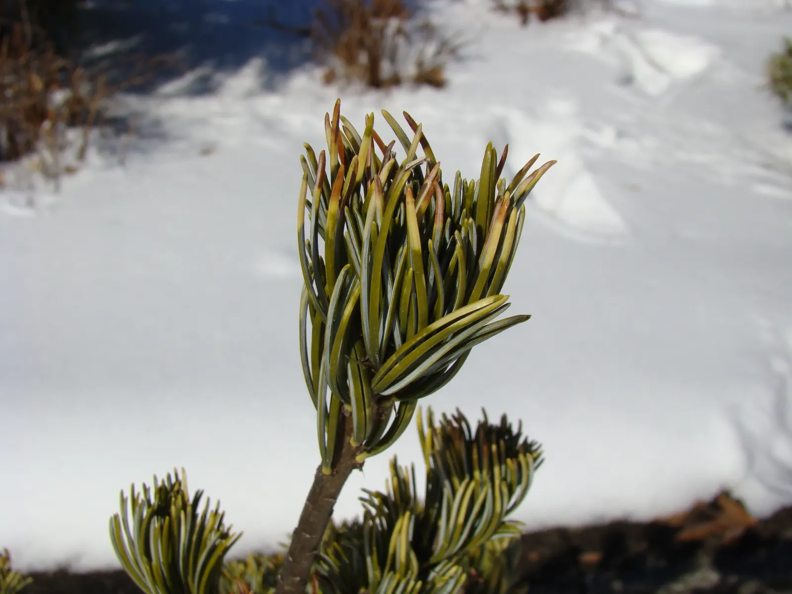 Japanese White Pine (Pinus Parviflora) — They measure approximately 2 to 4 inches in length; gracefully contrasting the tree's attractive, image 70