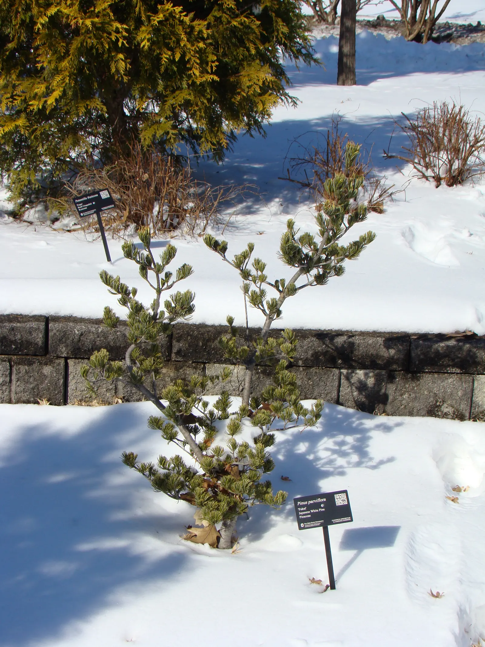 Japanese White Pine (Pinus Parviflora) — the Japanese White Pine reaches mature heights of approximately 25 to 50 feet with a spread of 20 to 35, image 61