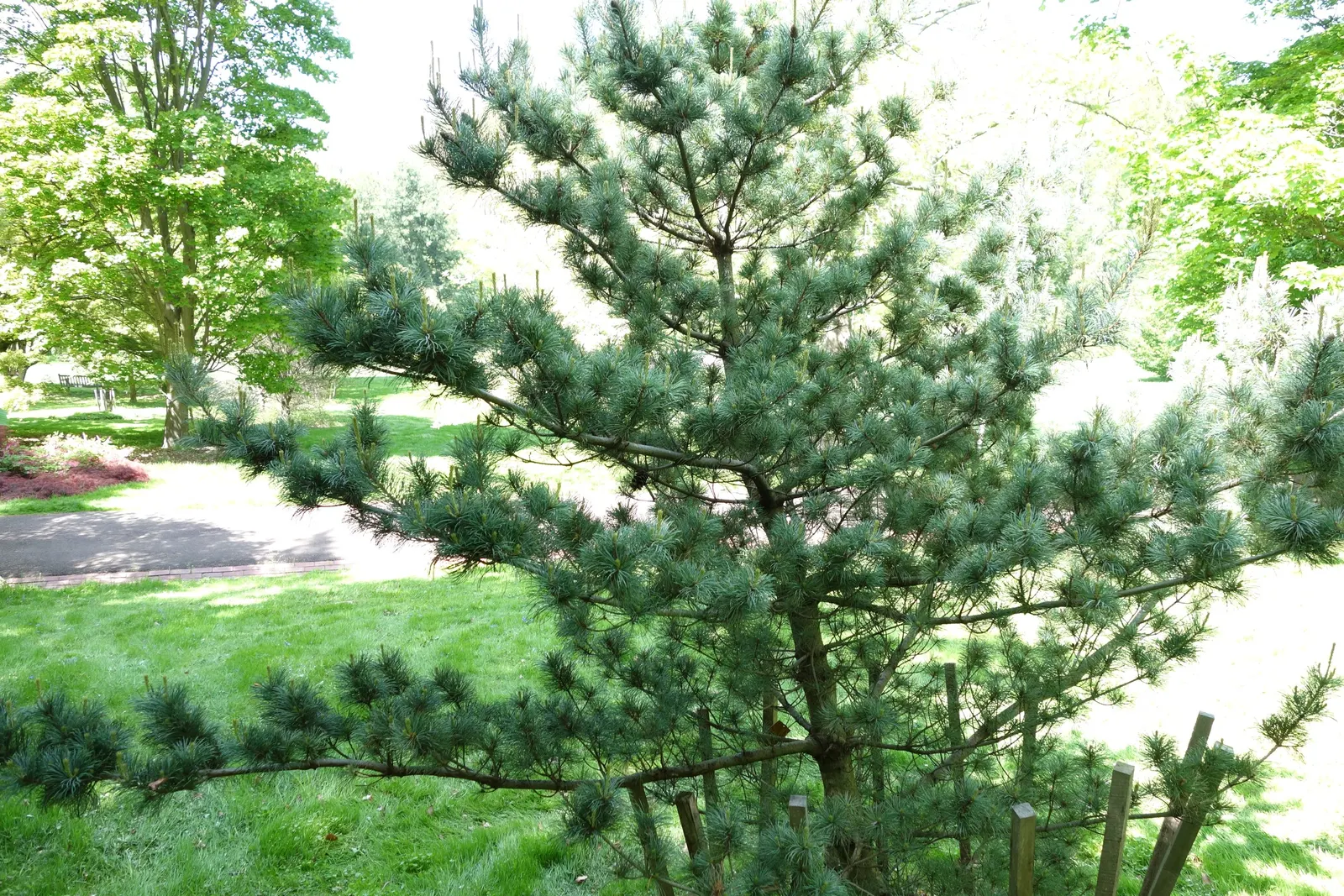 Japanese White Pine (Pinus Parviflora) — albeit it does best in well-draining soils with a slightly acidic pH; with a bluish-green hue and a soft texture