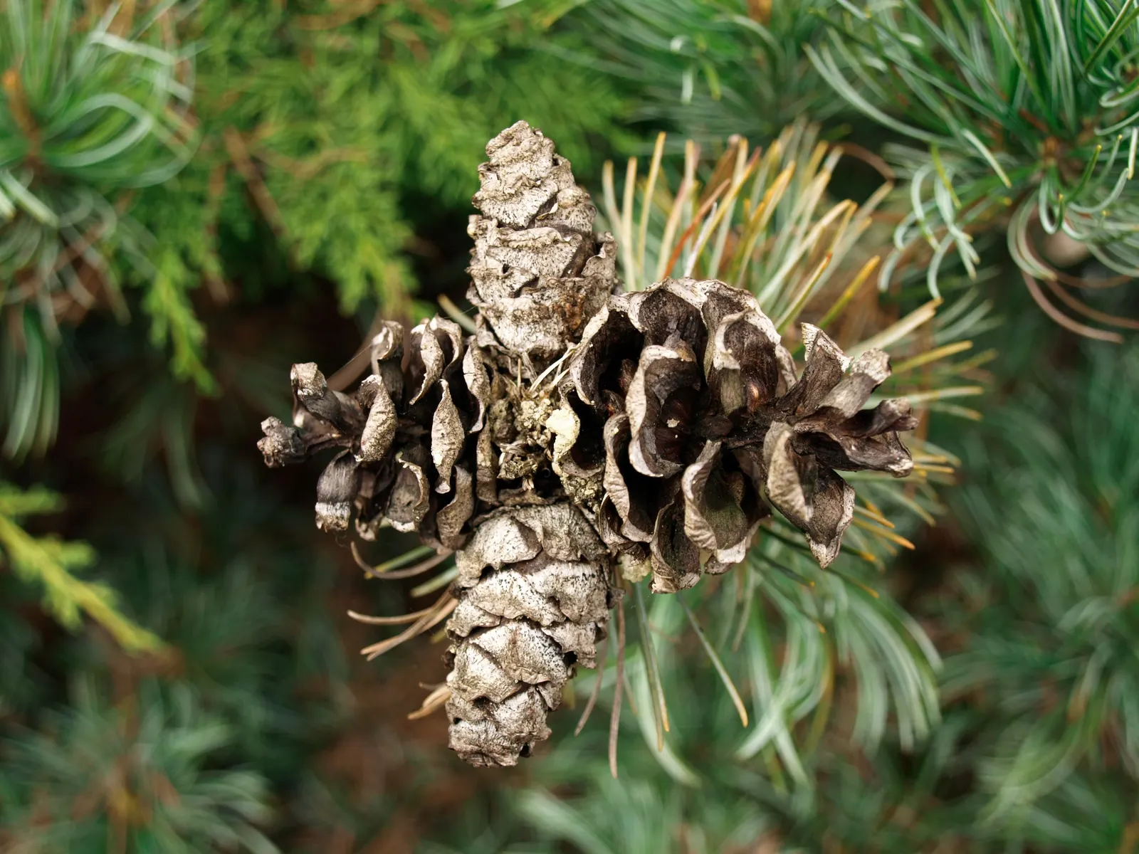 Japanese White Pine (Pinus Parviflora) — is an elegant specimen renowned for its graceful aesthetic and serene presence in the landscape, image 59