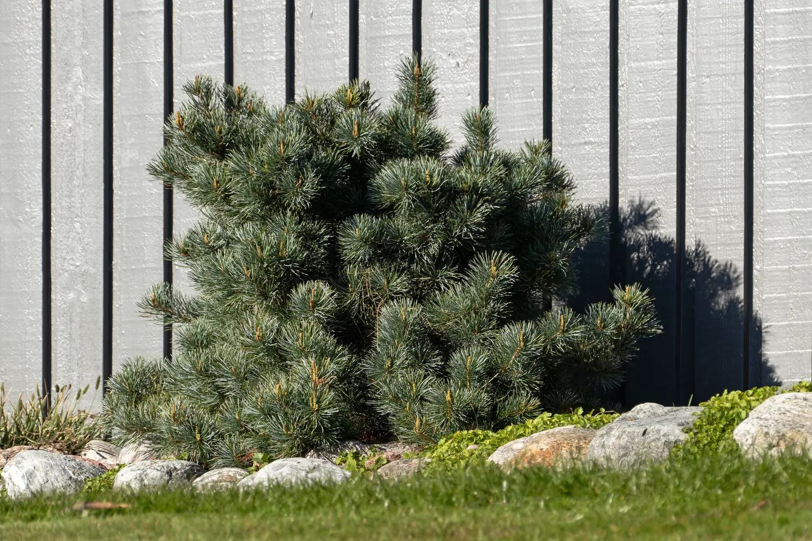 Japanese White Pine (Pinus Parviflora) — requiring a minimum of six hours of direct sunlight daily.<br><br>Hardy in USDA zones 5 to 7; esteemed in design for