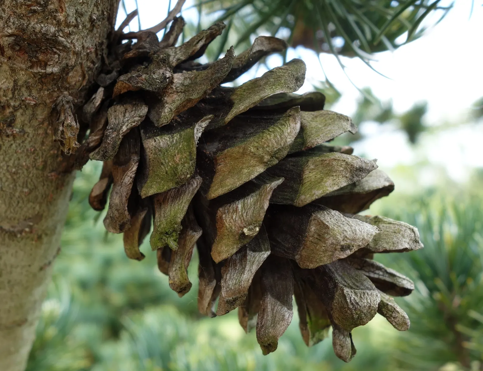 Japanese White Pine (Pinus Parviflora) — They measure approximately 2 to 4 inches in length