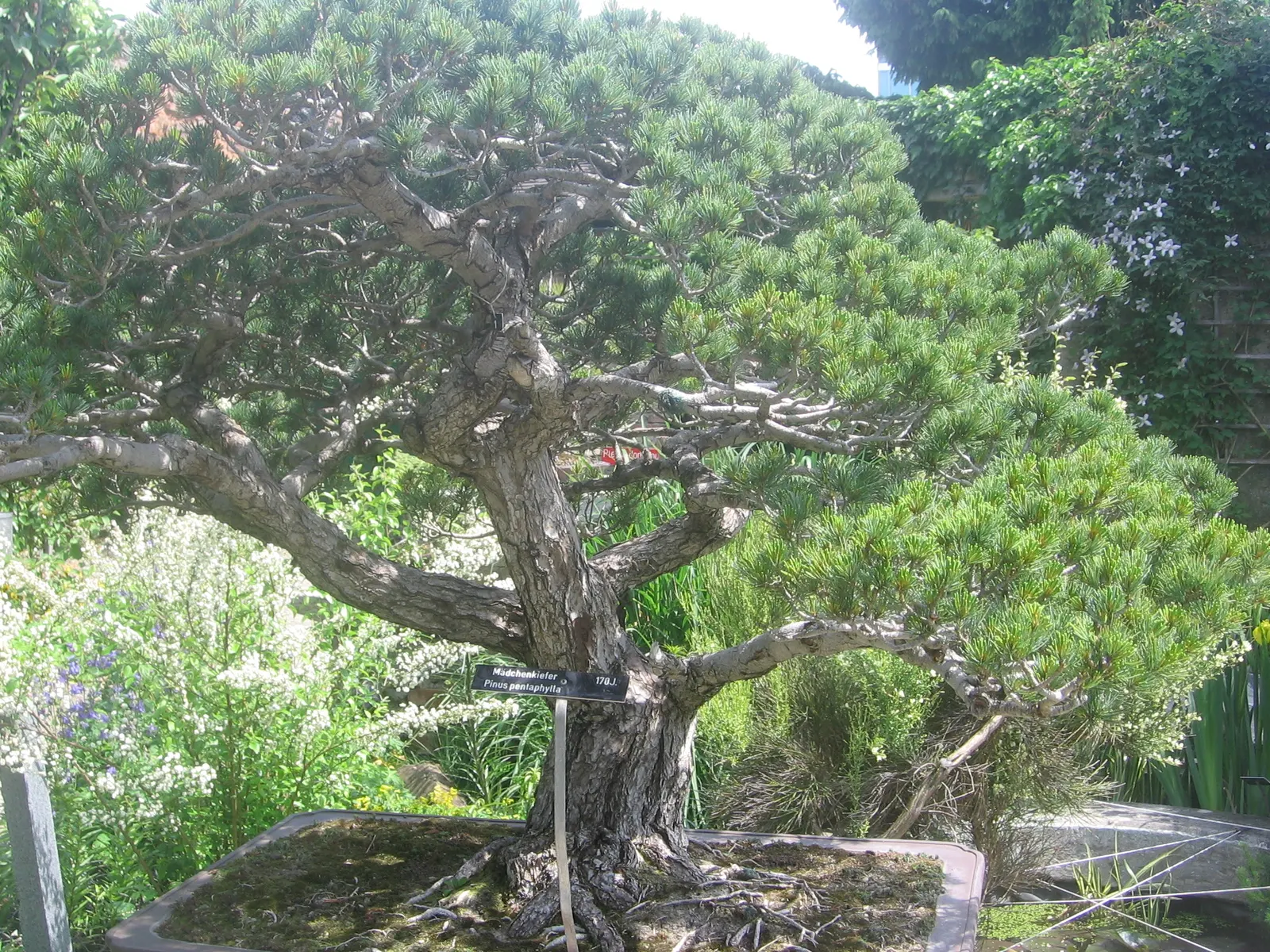 Japanese White Pine (Pinus Parviflora) — Japanese White Pine (Pinus parviflora) is an elegant