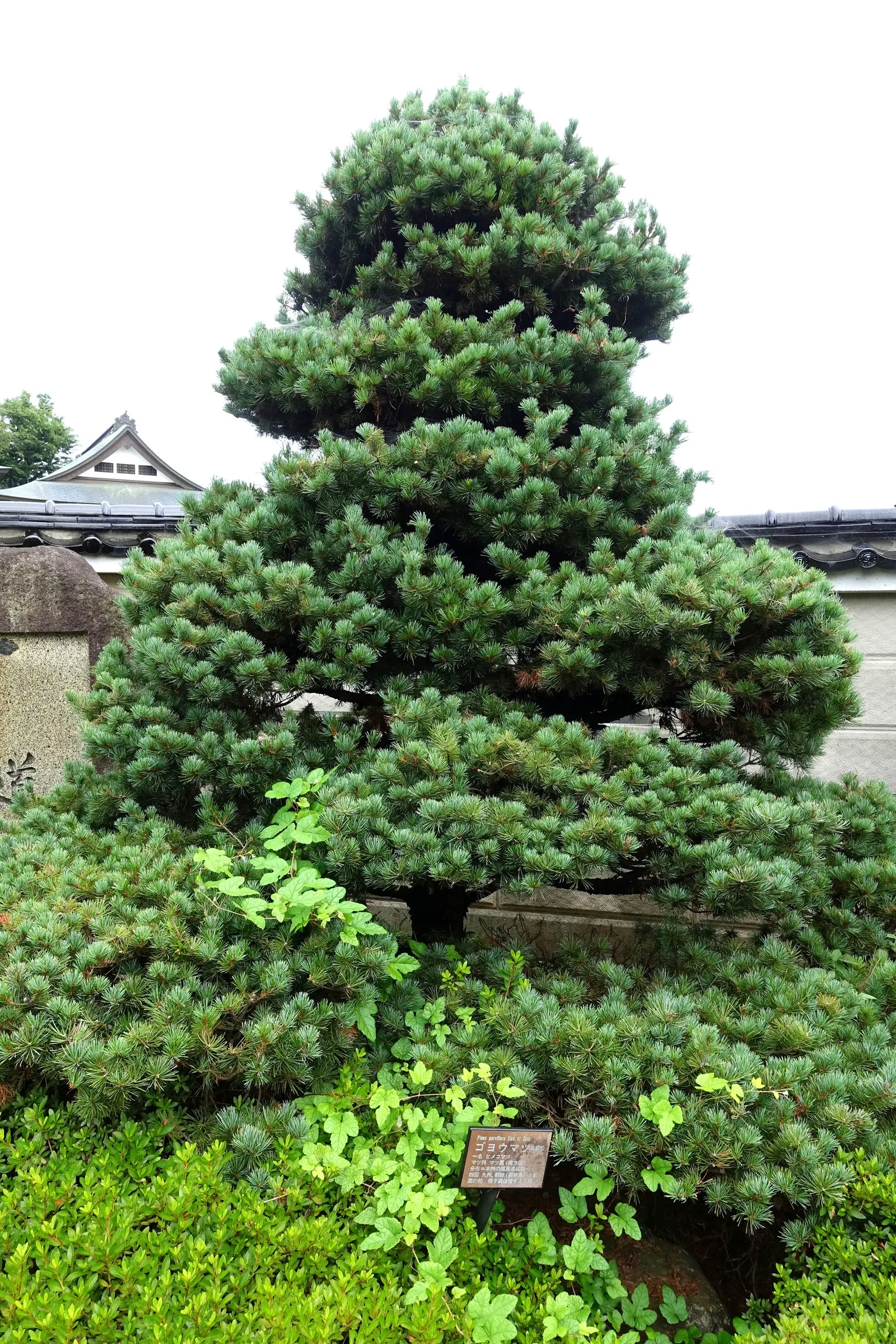 Japanese White Pine (Pinus Parviflora) — presenting in bundles of five