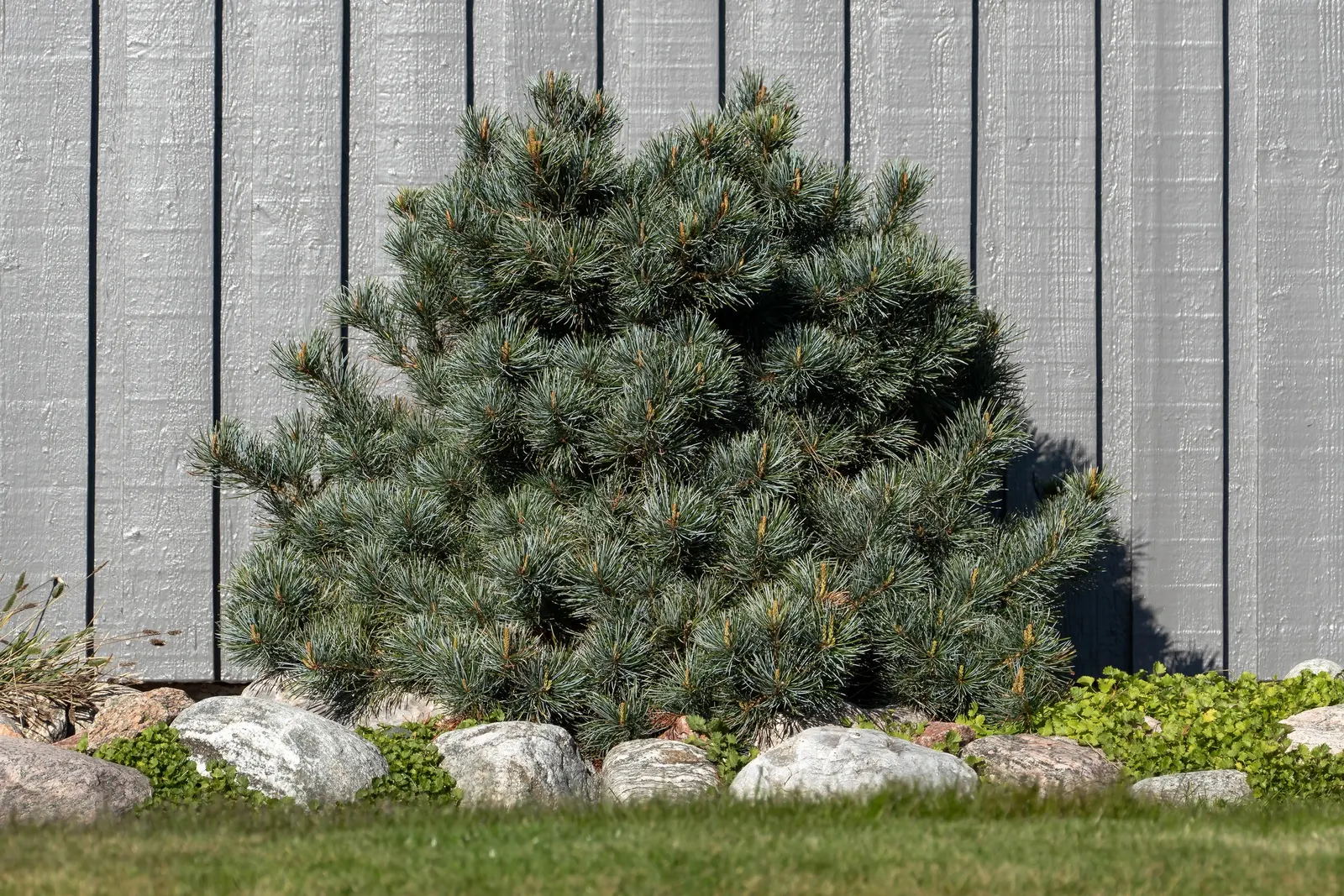Japanese White Pine (Pinus Parviflora) — Zones 5-7 are optimal for cultivation; pinus parviflora is resilient to a variety of conditions