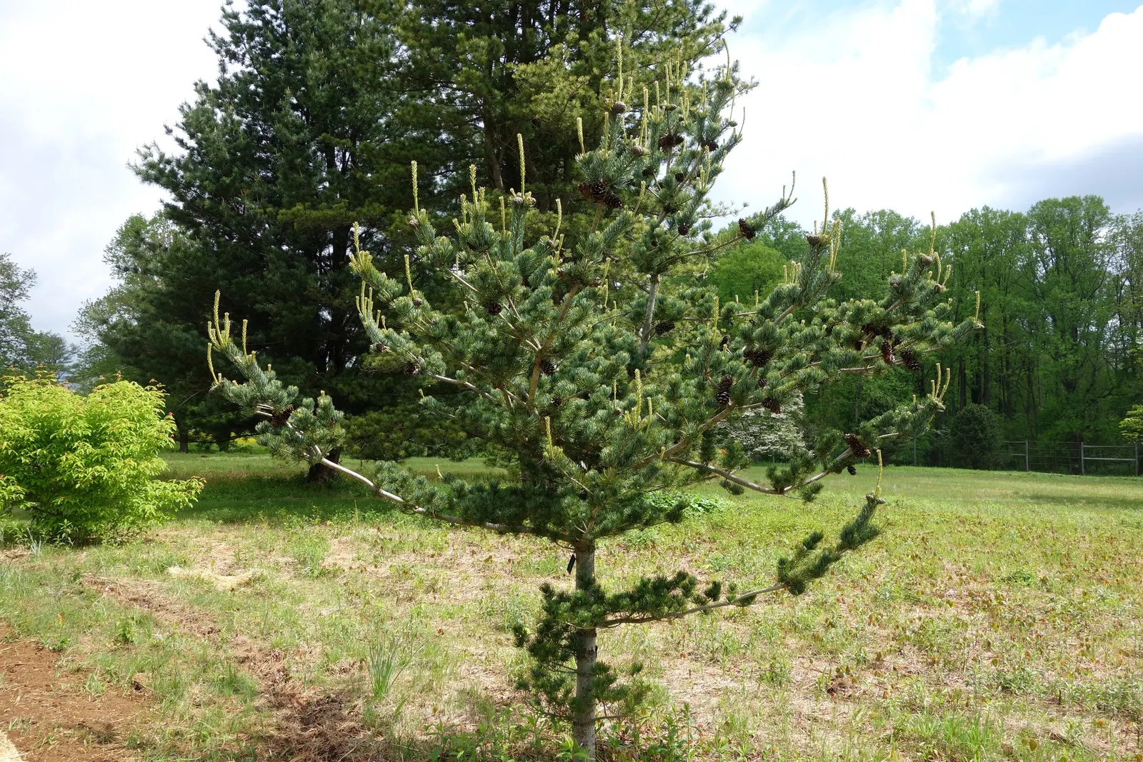 Japanese White Pine (Pinus Parviflora) — Japanese White Pine (Pinus parviflora) is an elegant; this pine thrives in full sun and well-drained soil, image 53