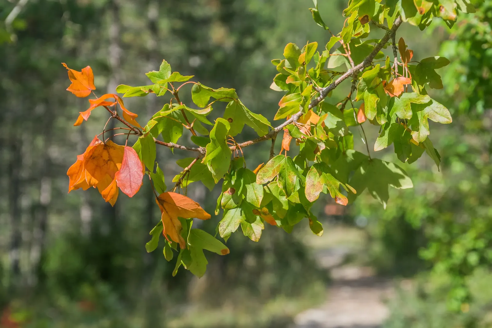 Hedge Maple (Acer Campestre) — the Acer campestre handles pruning well; featuring dense, rounded canopy with small, three- to five-lobed green foliage turning