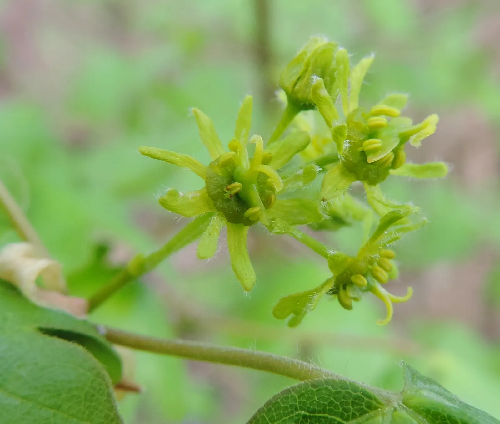 Hedge Maple (Acer Campestre) — which display a vibrant green in the growing season; scientifically recognized as Acer campestre, image 111