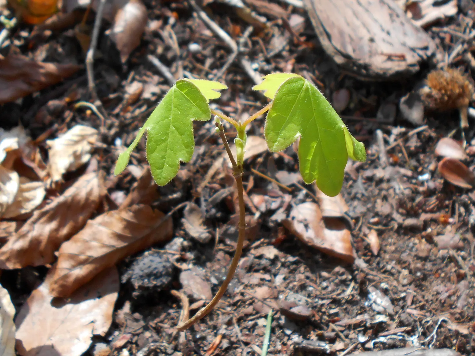 Hedge Maple (Acer Campestre) — Native to Europe and western Asia; the Hedge Maple's compact stature and dense