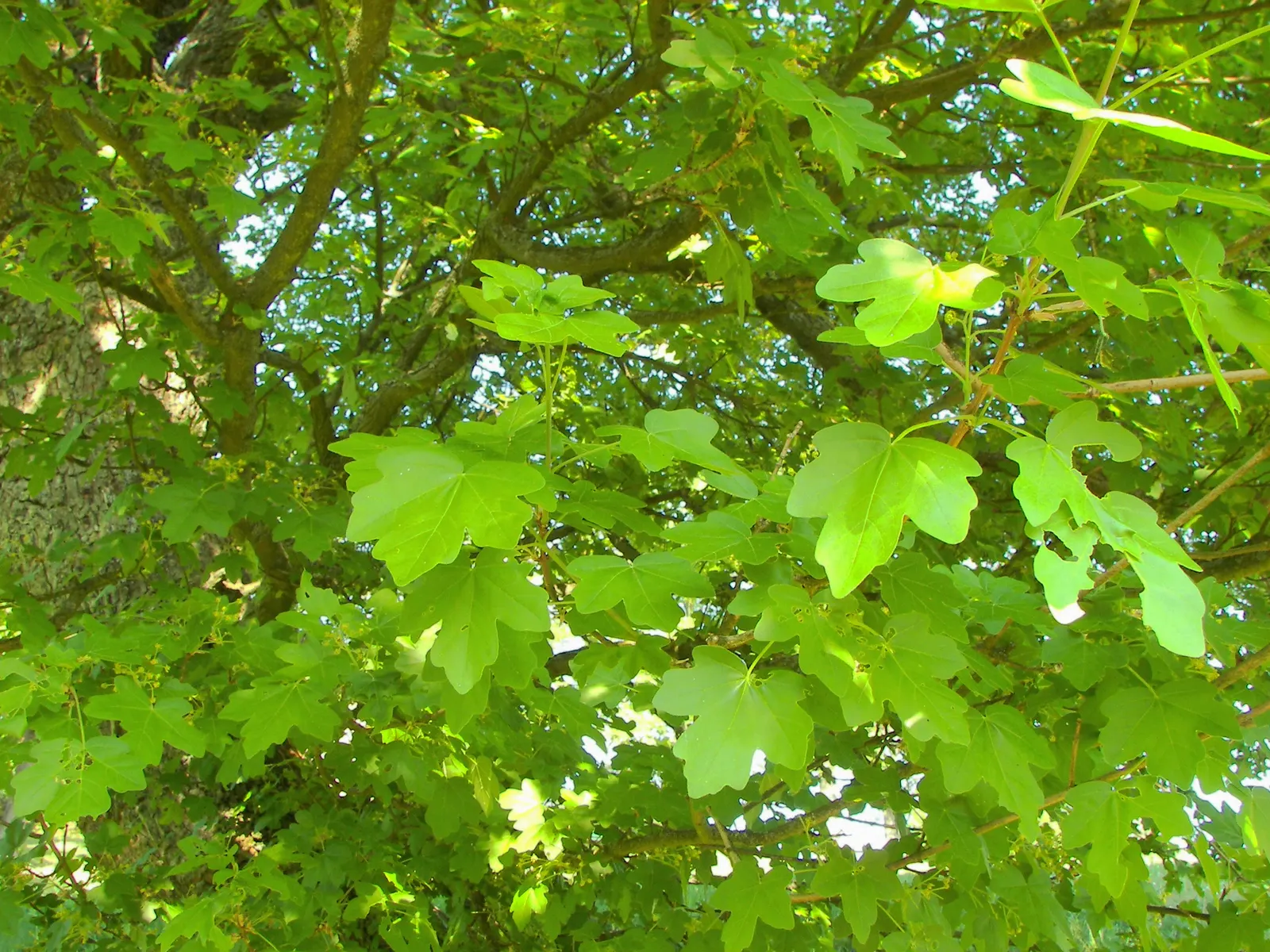 Hedge Maple (Acer Campestre) — scientifically recognized as Acer campestre