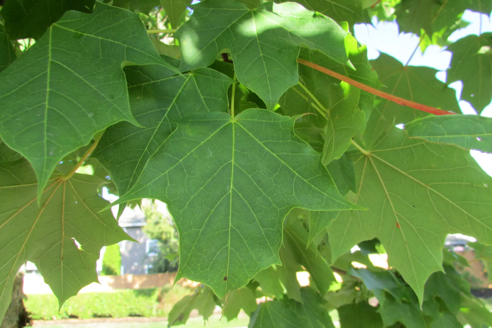 Hedge Maple (Acer Campestre) — green and yellow flowers in the garden; is a versatile and resilient deciduous tree, image 118
