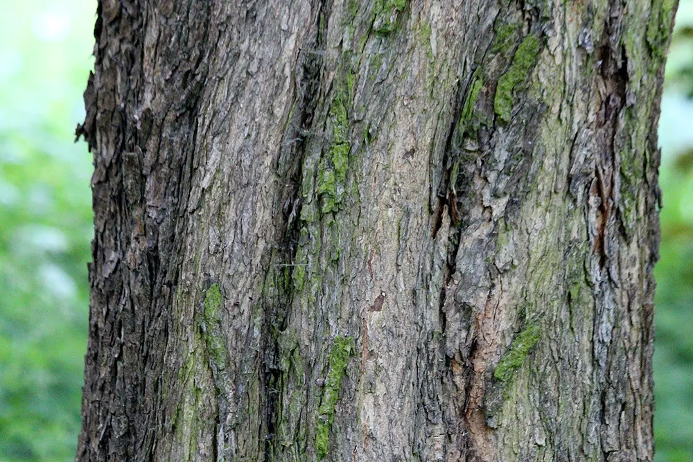 Hedge Maple (Acer Campestre) — Native to Europe and western Asia