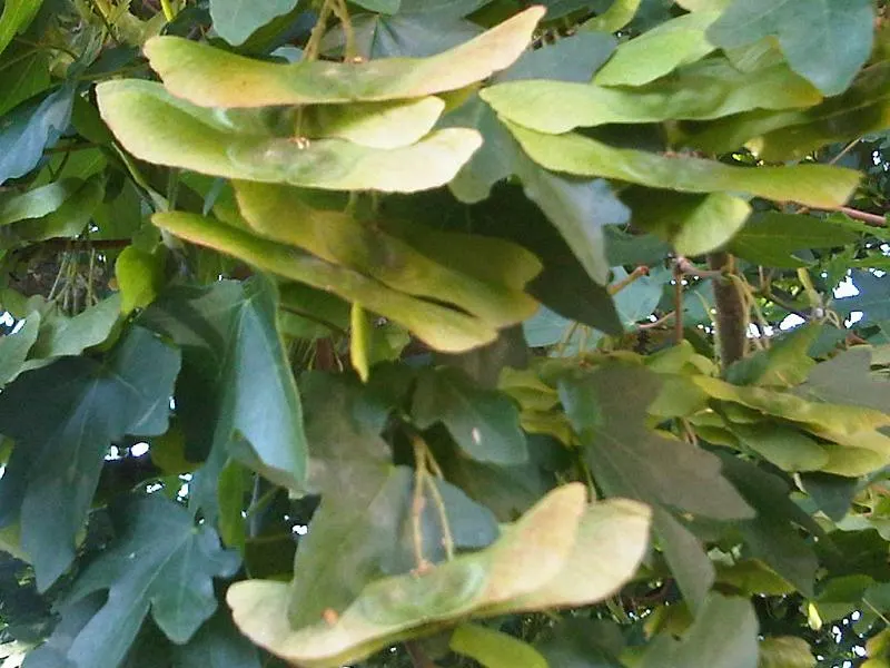 Hedge Maple (Acer Campestre) — Low maintenance and suitable for hedging or as a specimen tree; a sterling choice for any landscape design that, image 53