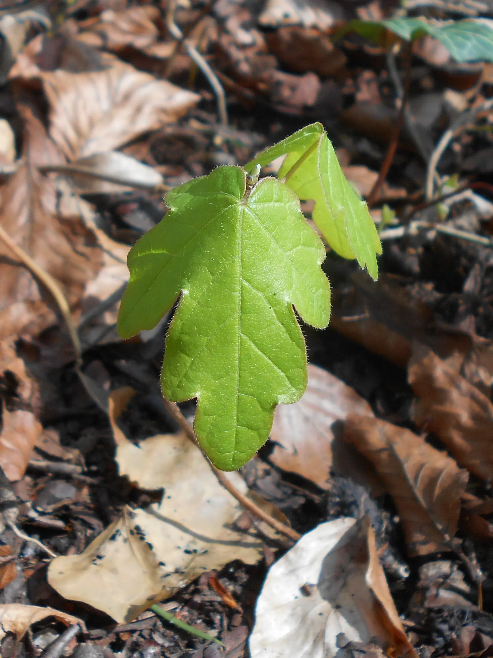 Hedge Maple (Acer Campestre) — Adaptable to various soils; full sun to partial shade; hedge Maple (Acer campestre) is a resilient deciduous tree, image 76