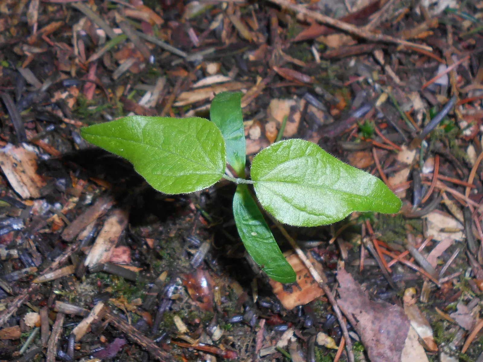 Hedge Maple (Acer Campestre) — the Hedge Maple's compact stature and dense; native to Europe and western Asia, image 108