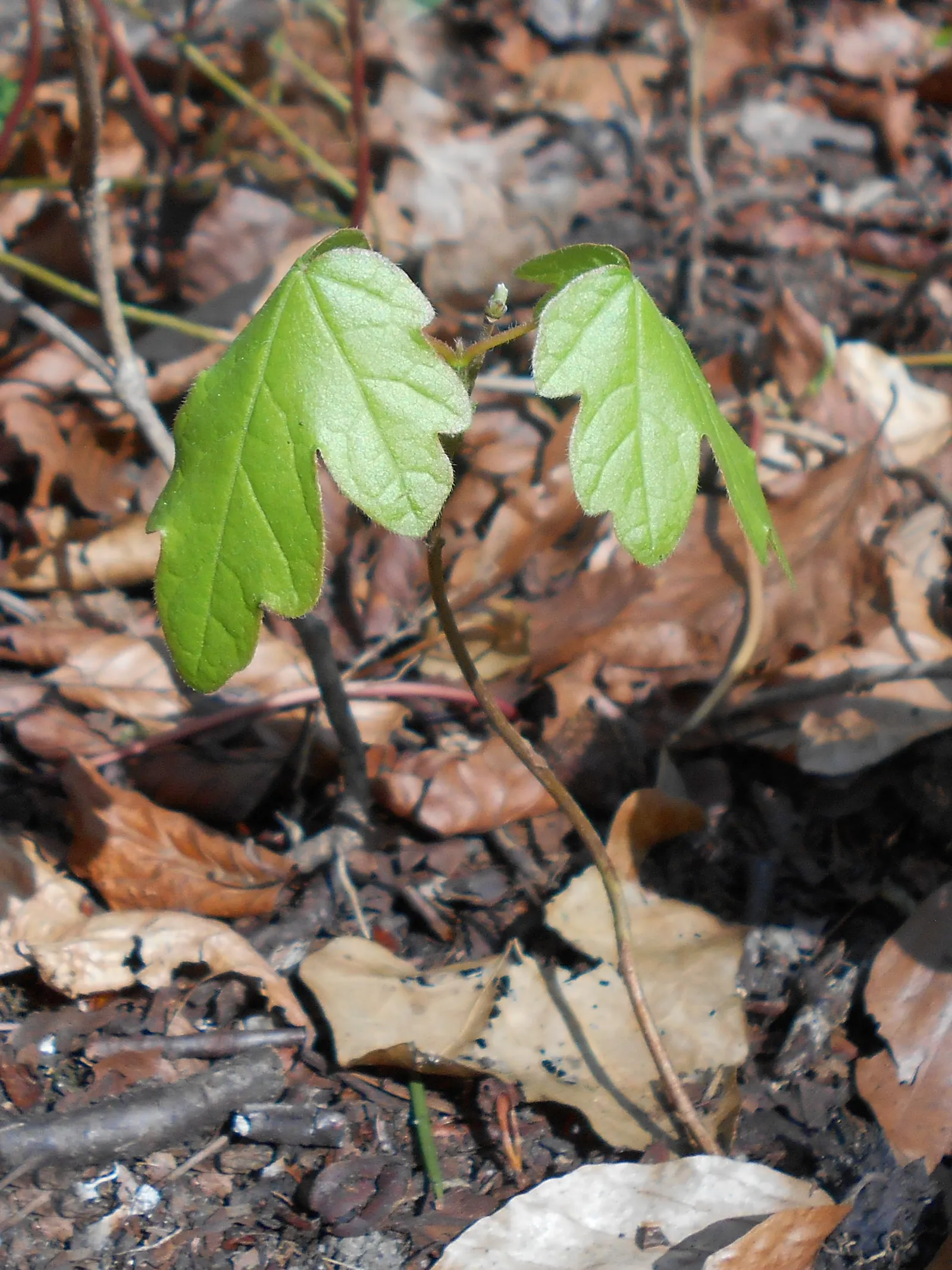 Hedge Maple (Acer Campestre) — is a versatile and resilient deciduous tree; green and yellow flowers in the garden