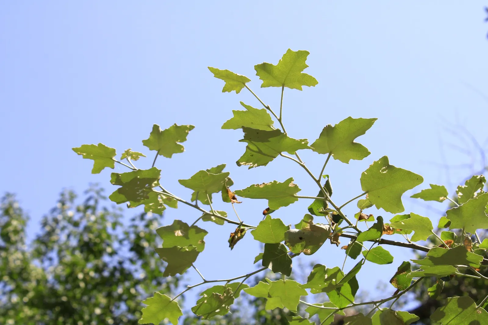 Hedge Maple (Acer Campestre) — Low maintenance and suitable for hedging or as a specimen tree; a sterling choice for any landscape design that, image 101