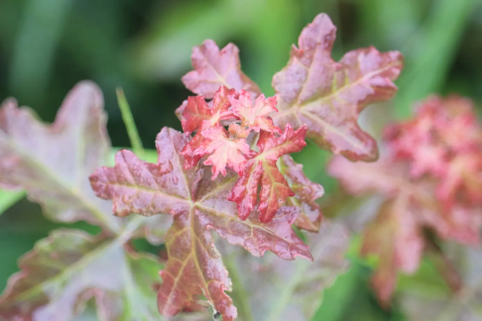 Hedge Maple (Acer Campestre) — Hedge Maple (Acer campestre) is a resilient deciduous tree