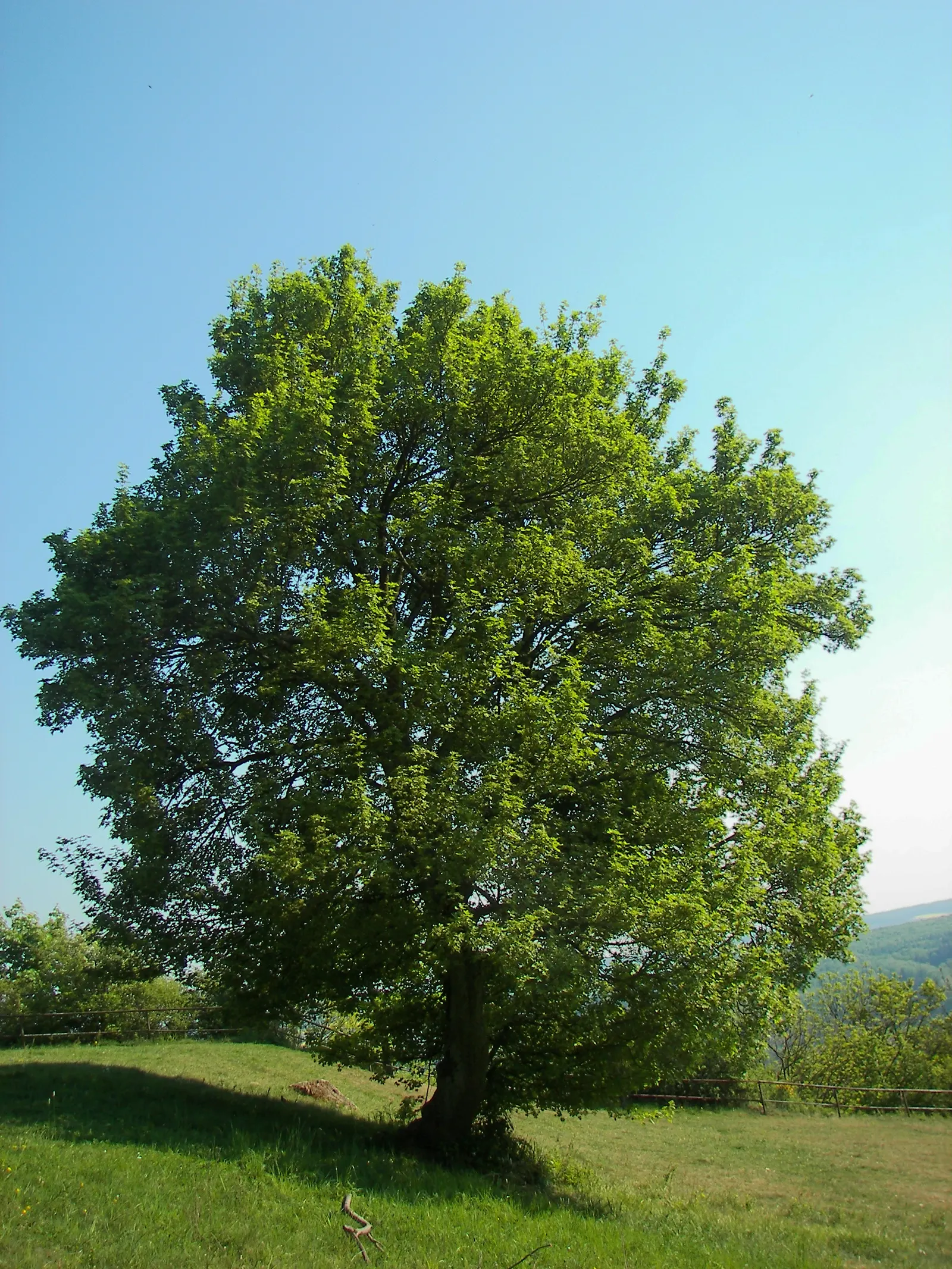Hedge Maple (Acer Campestre) — perfect for urban areas due to its compact size and pollution tolerance; adapting well to a wide range of soil, image 74