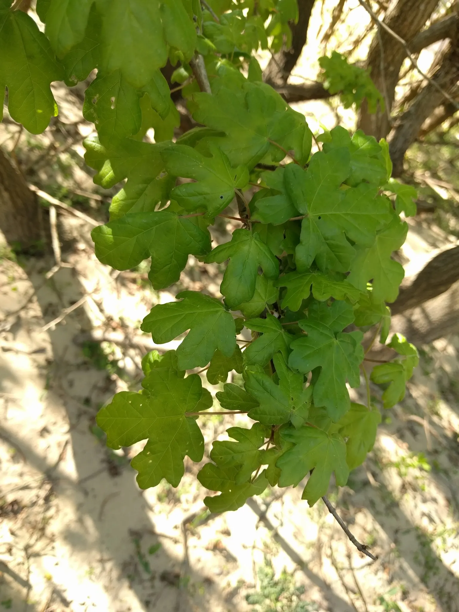 Hedge Maple (Acer Campestre) — green and yellow flowers in the garden; is a versatile and resilient deciduous tree, image 94