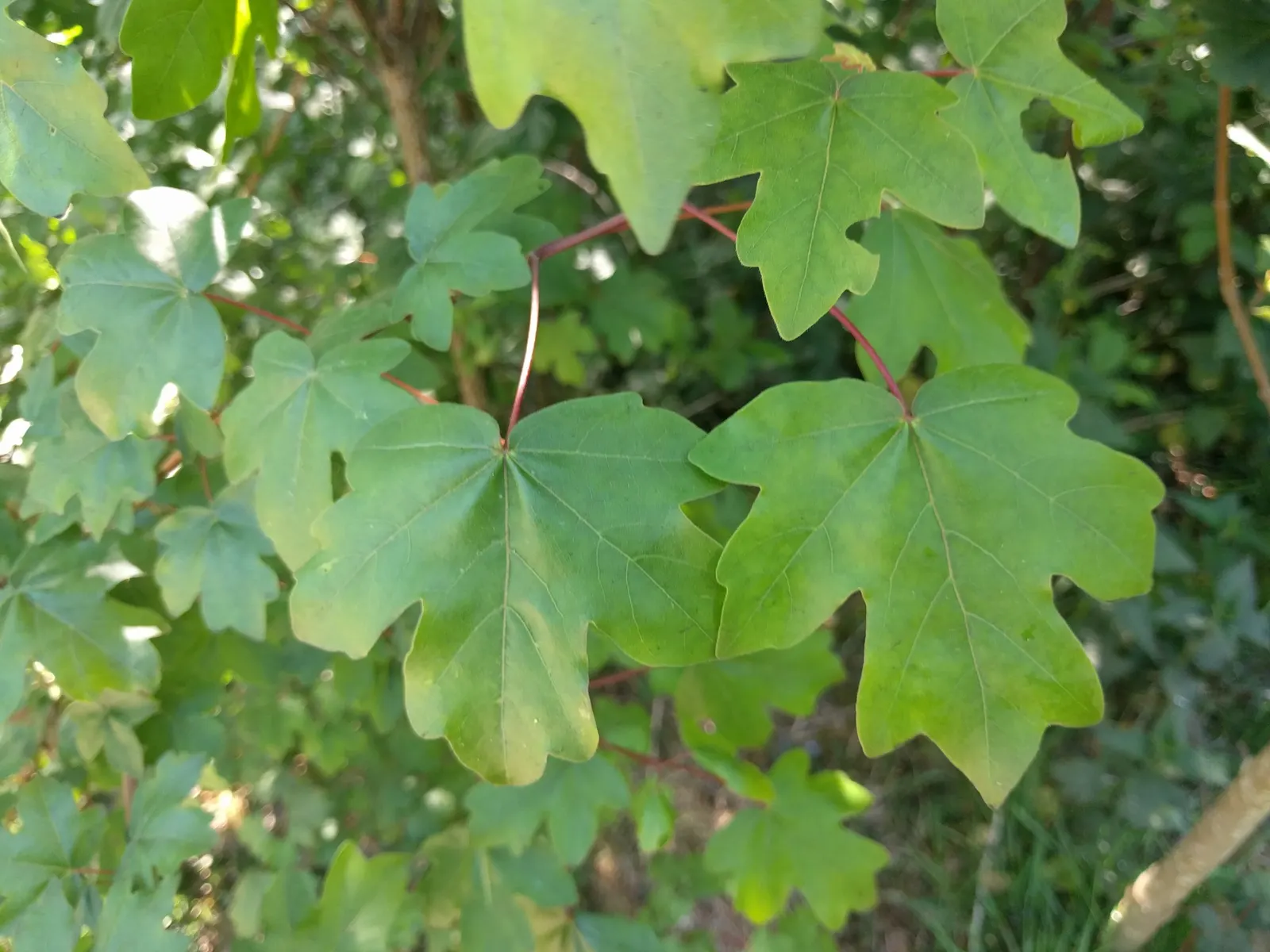 Hedge Maple (Acer Campestre) — is a versatile and resilient deciduous tree; green and yellow flowers in the garden, image 103