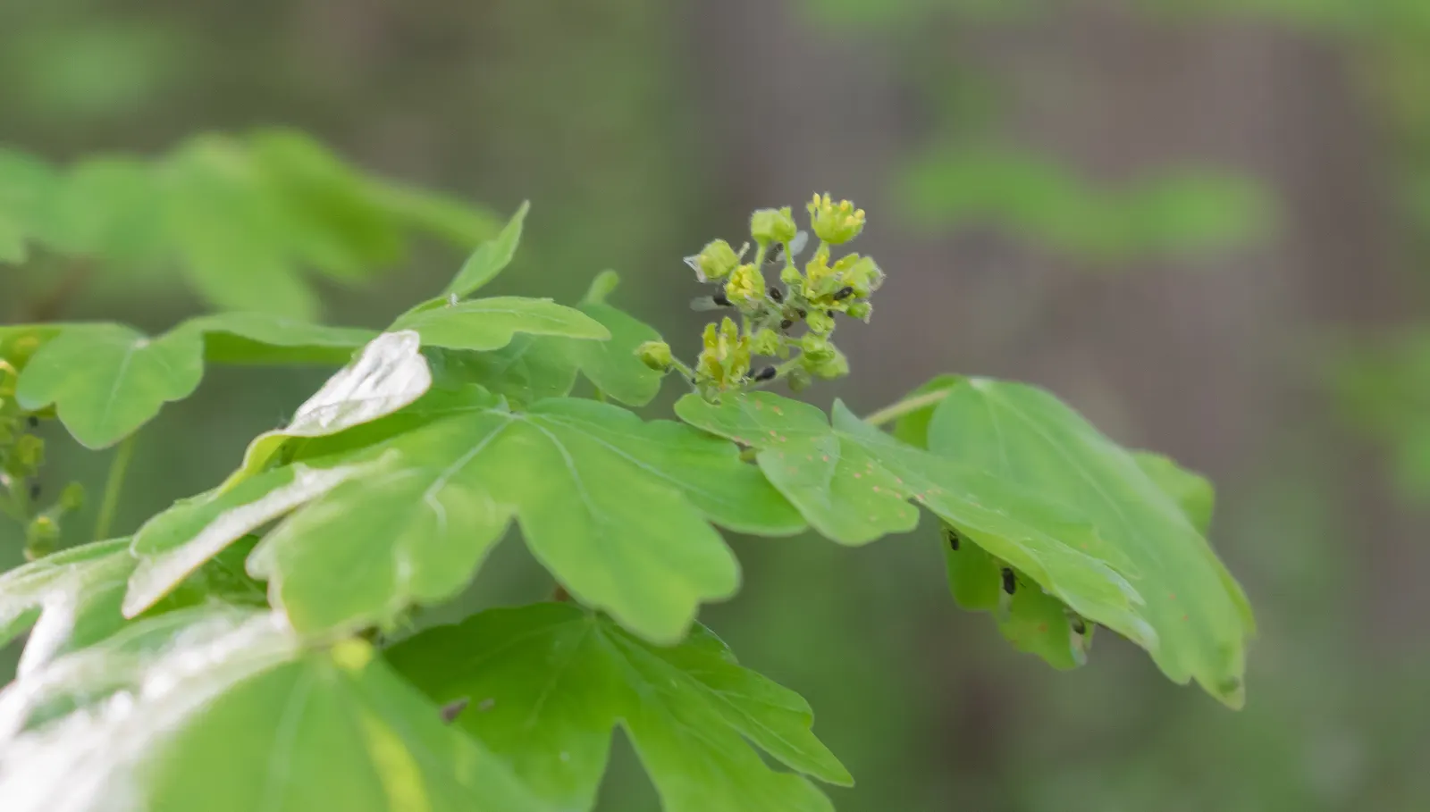 Hedge Maple (Acer Campestre) — scientifically recognized as Acer campestre; which display a vibrant green in the growing season, image 102