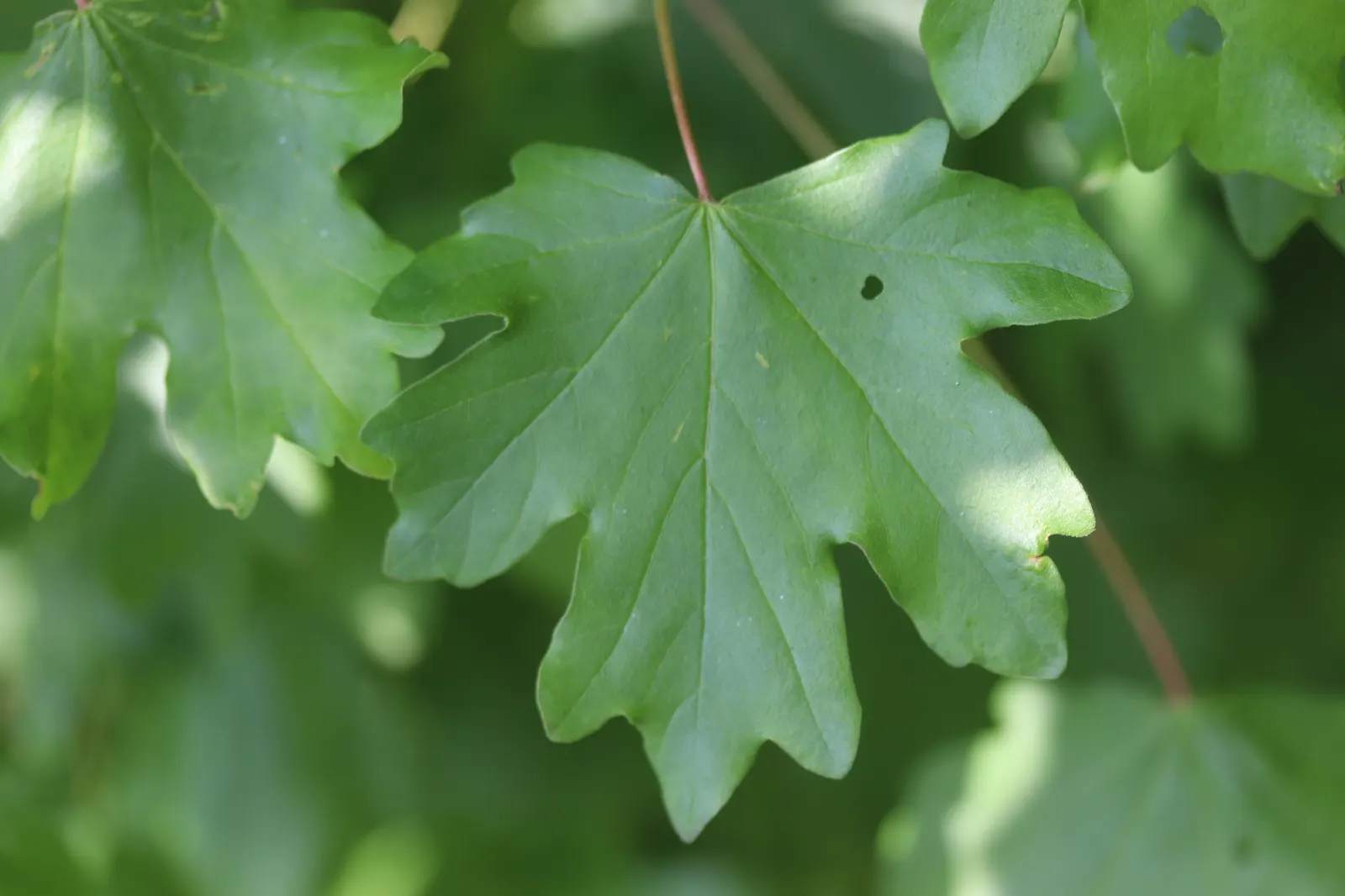 Hedge Maple (Acer Campestre) — as the common name suggests; tree with green and yellow blooms, image 110