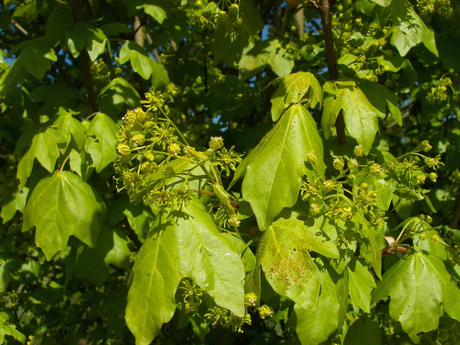 Hedge Maple (Acer Campestre) — the Hedge Maple offers landscape designers a plant that promises an aesthetic appeal with minimal upkeep; adding, image 68