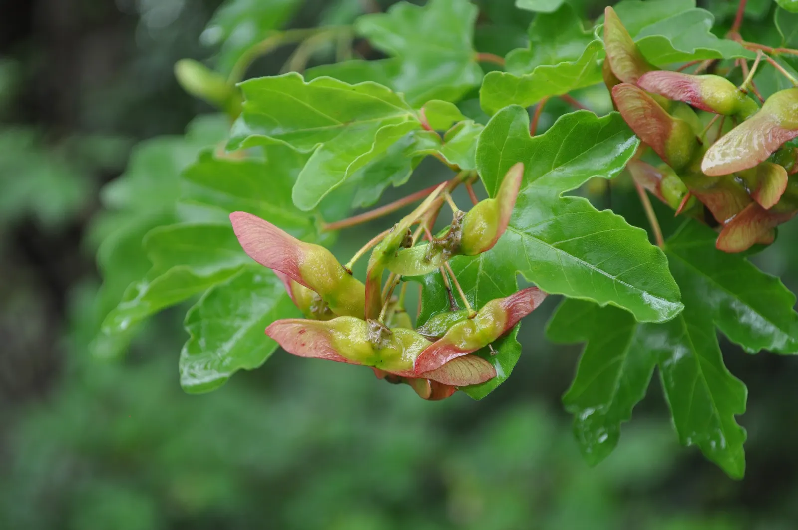 Hedge Maple (Acer Campestre) — the Acer campestre handles pruning well; featuring dense, rounded canopy with small, three- to five-lobed green, image 90