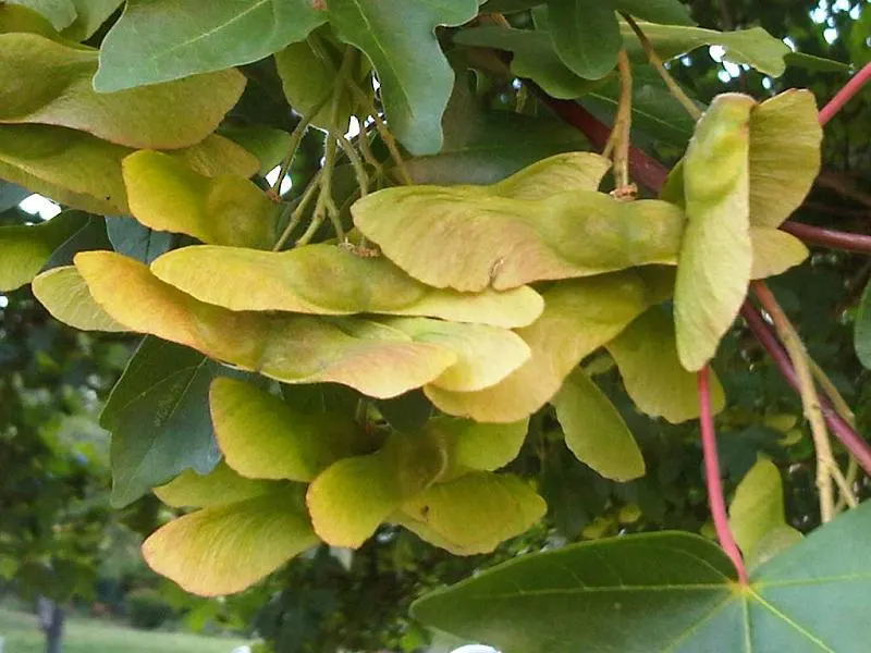 Hedge Maple (Acer Campestre) — adding seasonal interest to the landscape.<br><br>Of low maintenance; the Hedge Maple offers landscape designers a plant that