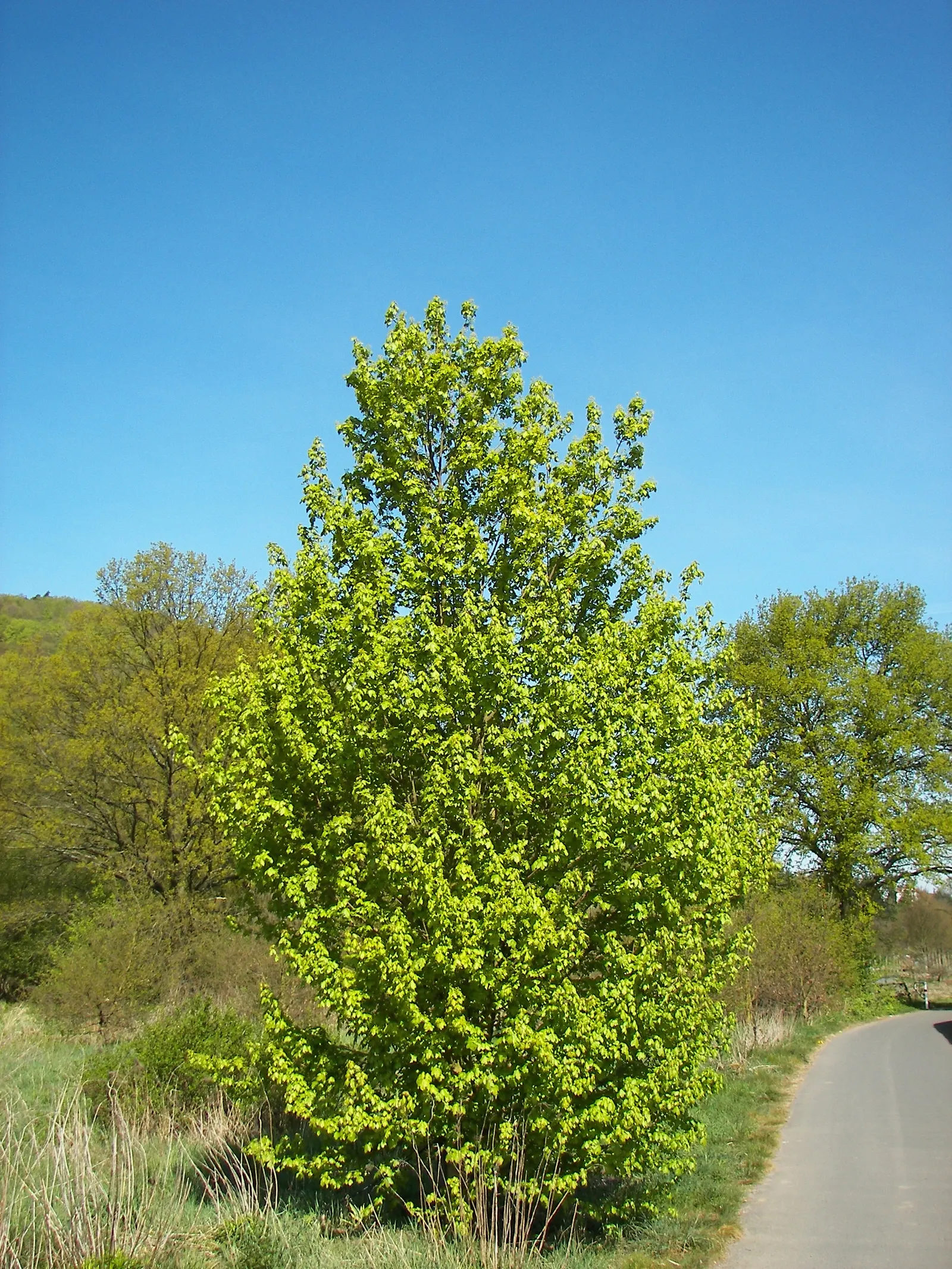 Hedge Maple (Acer Campestre) — Hedge Maple (Acer campestre) is a resilient deciduous tree; adaptable to various soils; full sun to partial shade
